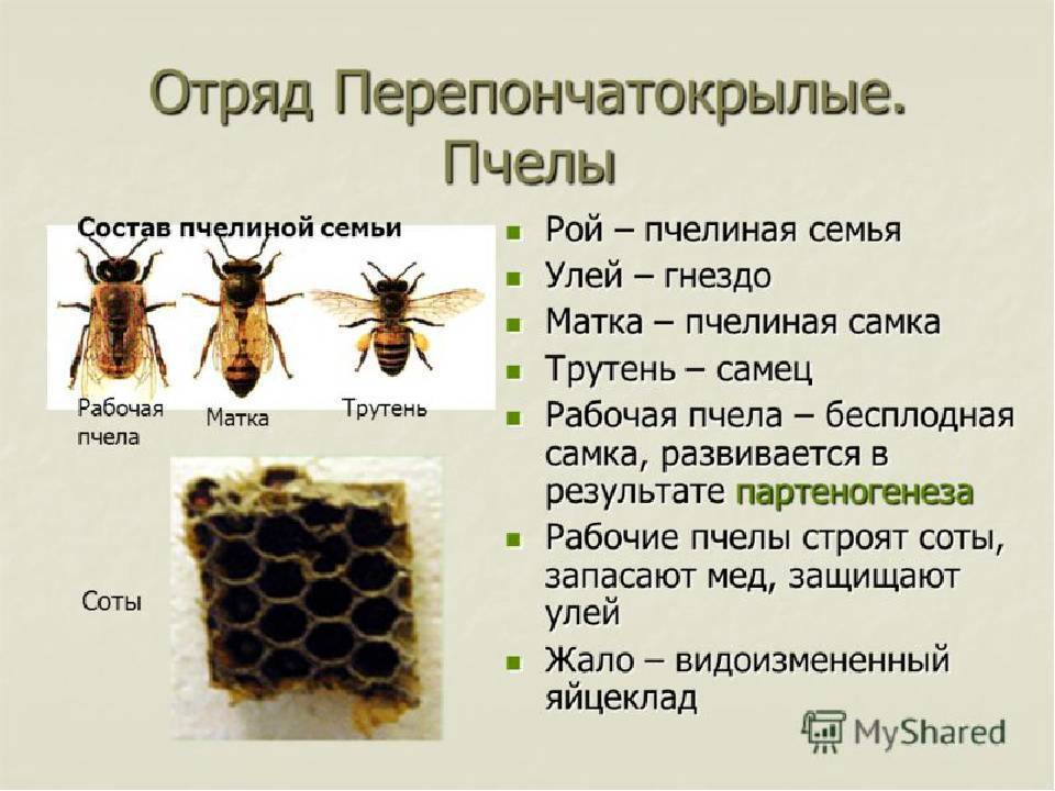 Медоносная пчела: питание, образ жизни, места обитания