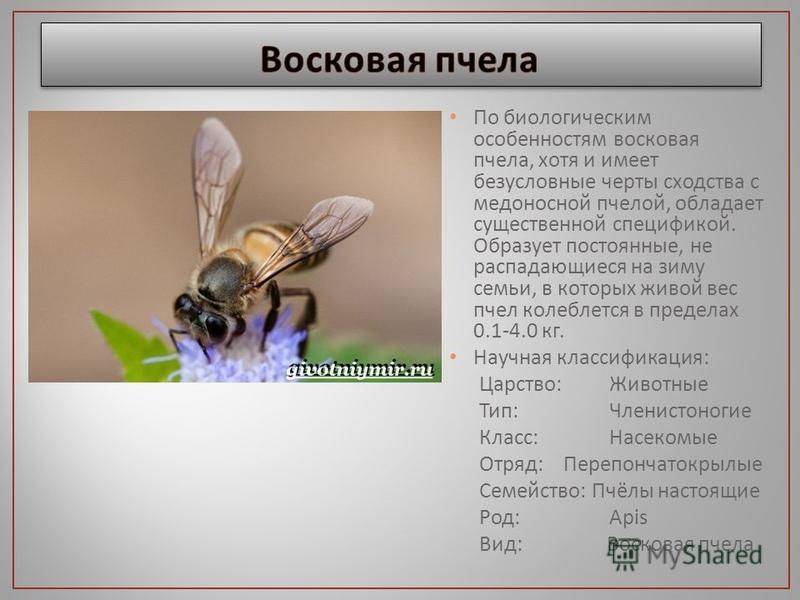 Пчела насекомое. образ жизни и среда обитания пчелы