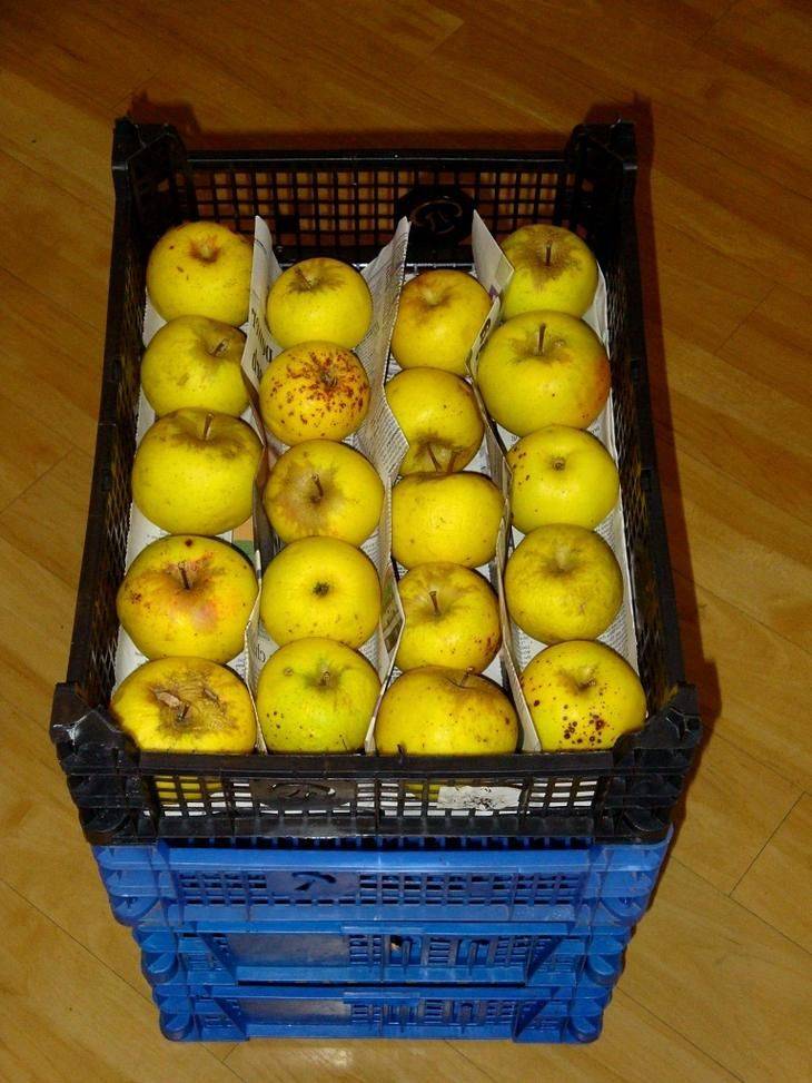 Как и где хранить сушеные яблоки в домашних условиях: правила хранения сухофруктов