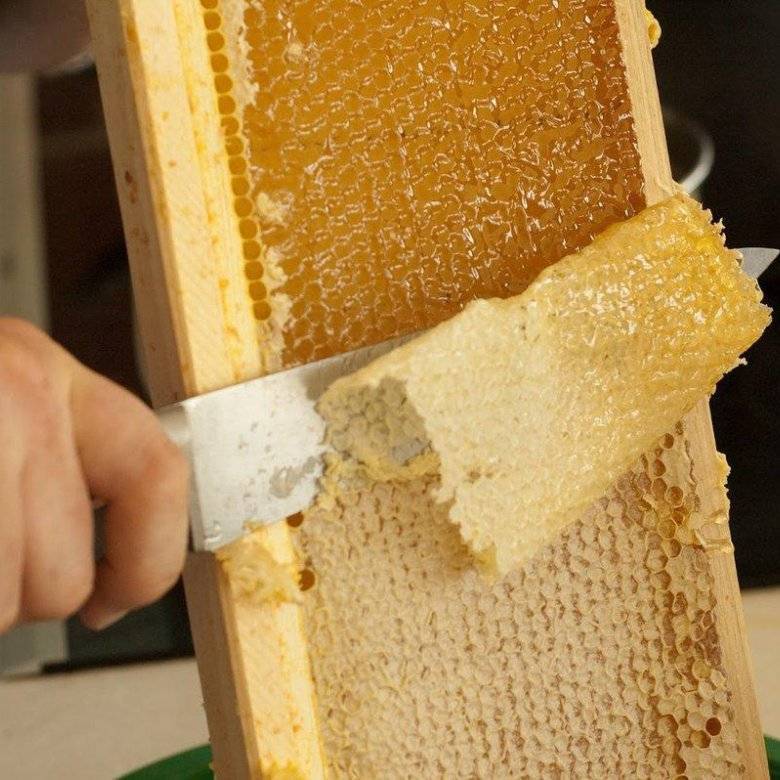 Мед с забрусом, что это, полезные и лечебные свойства