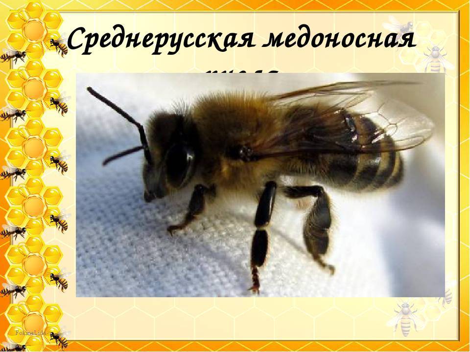 Среднерусская порода пчел: фото, характеристика и содержание породы