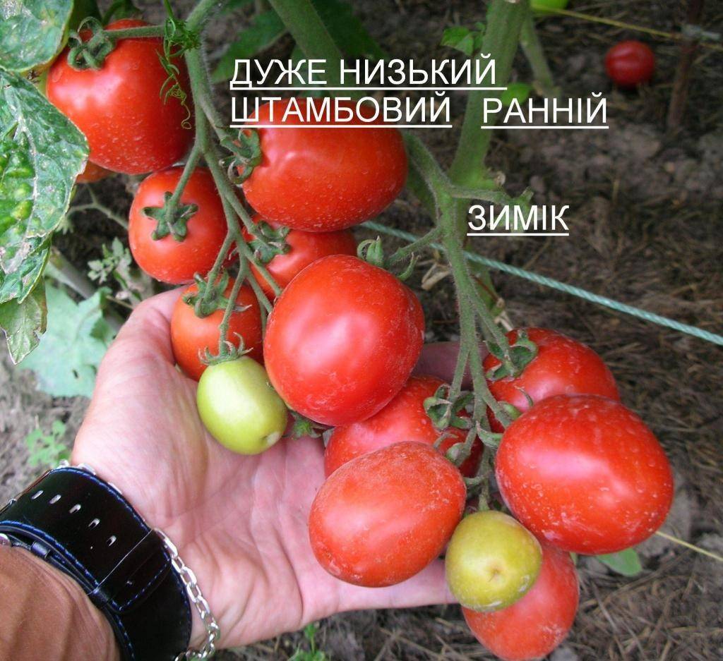 Лучшие низкорослые сорта томатов без пасынкования