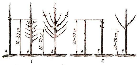 Колоновидные груши: как они выглядят и особенности компактных деревьев
