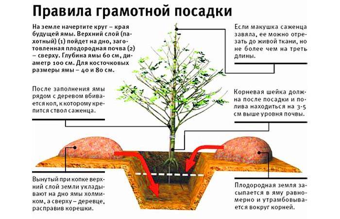 Как правильно посадить яблоню весной и осенью