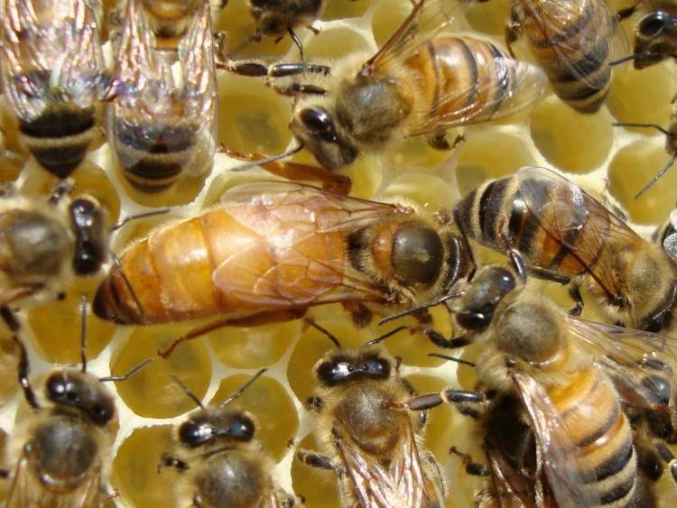Медоносные породы пчел и их характеристика.