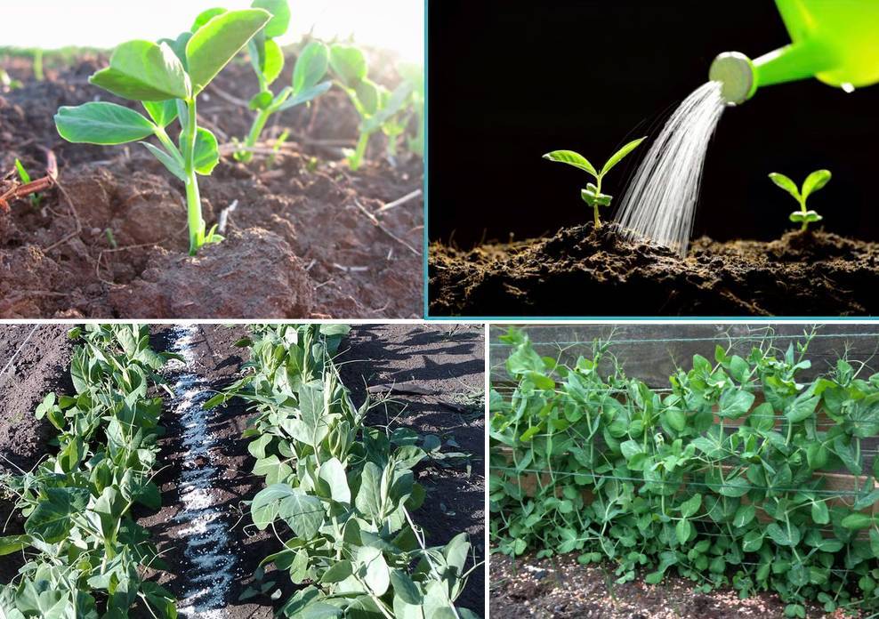 Как и когда сажать горох в открытый грунт в домашних условия: подготовка земли и семян, технология посева
