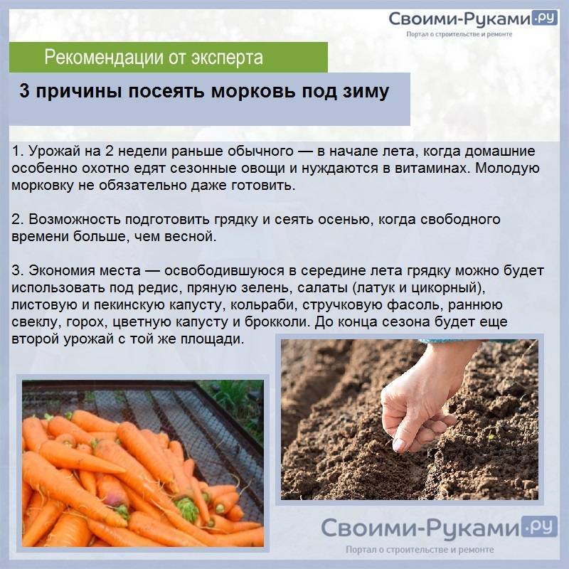 Выращивание и уход за морковью в открытом грунте