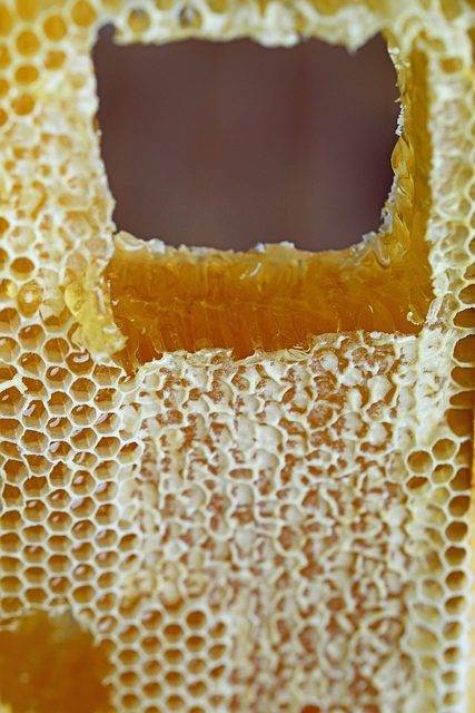 Мед в сотах — лучшее лакомство в вашей жизни