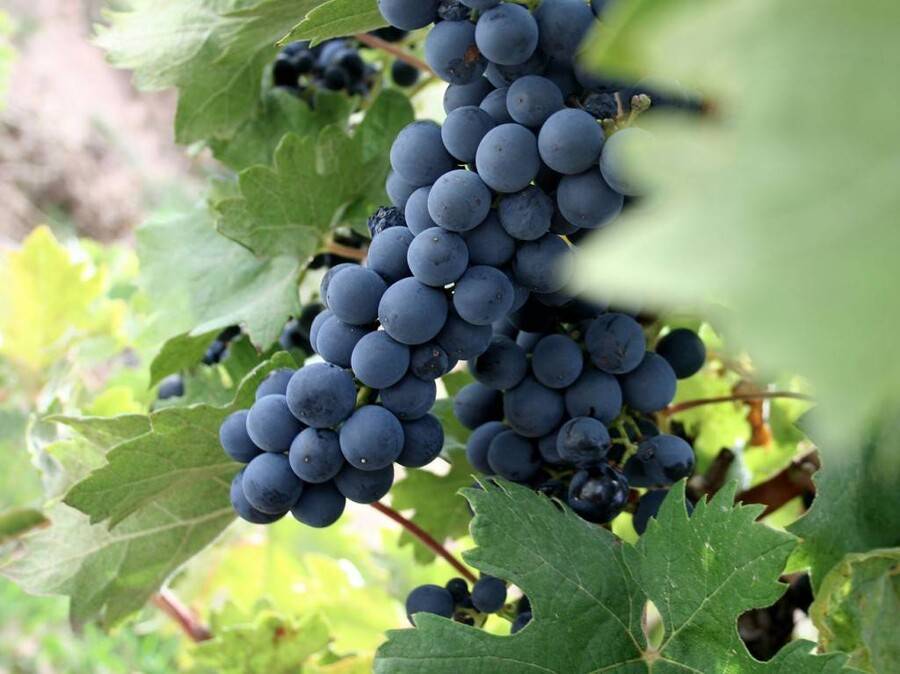 Испанское красное вино темпранильо из сорта винограда tempranillo