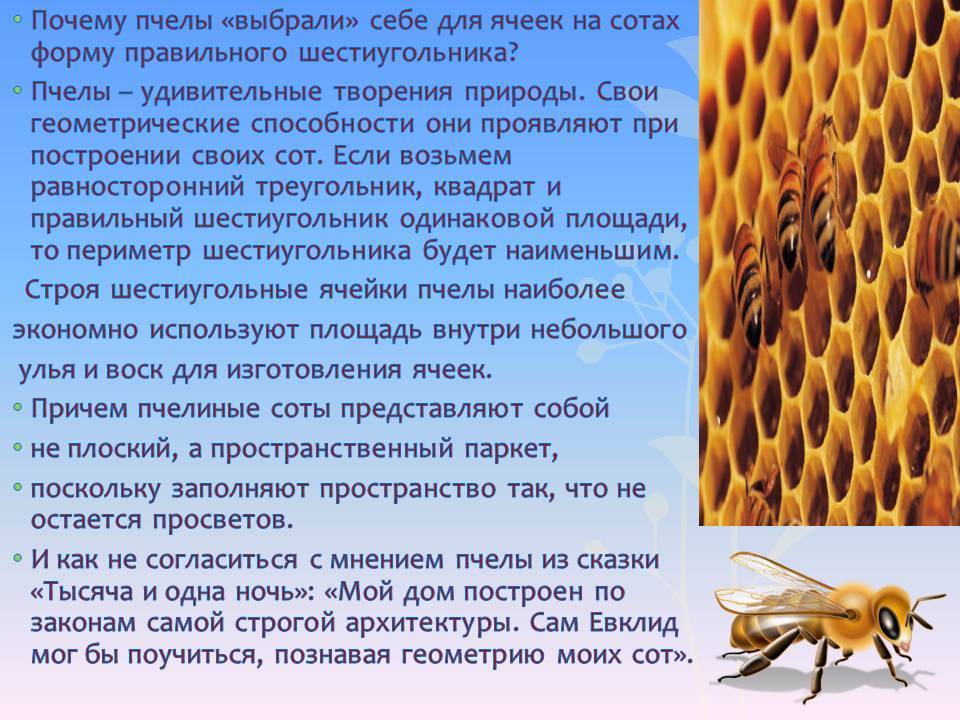 Пчелиные соты: польза, состав и как хранить мёд