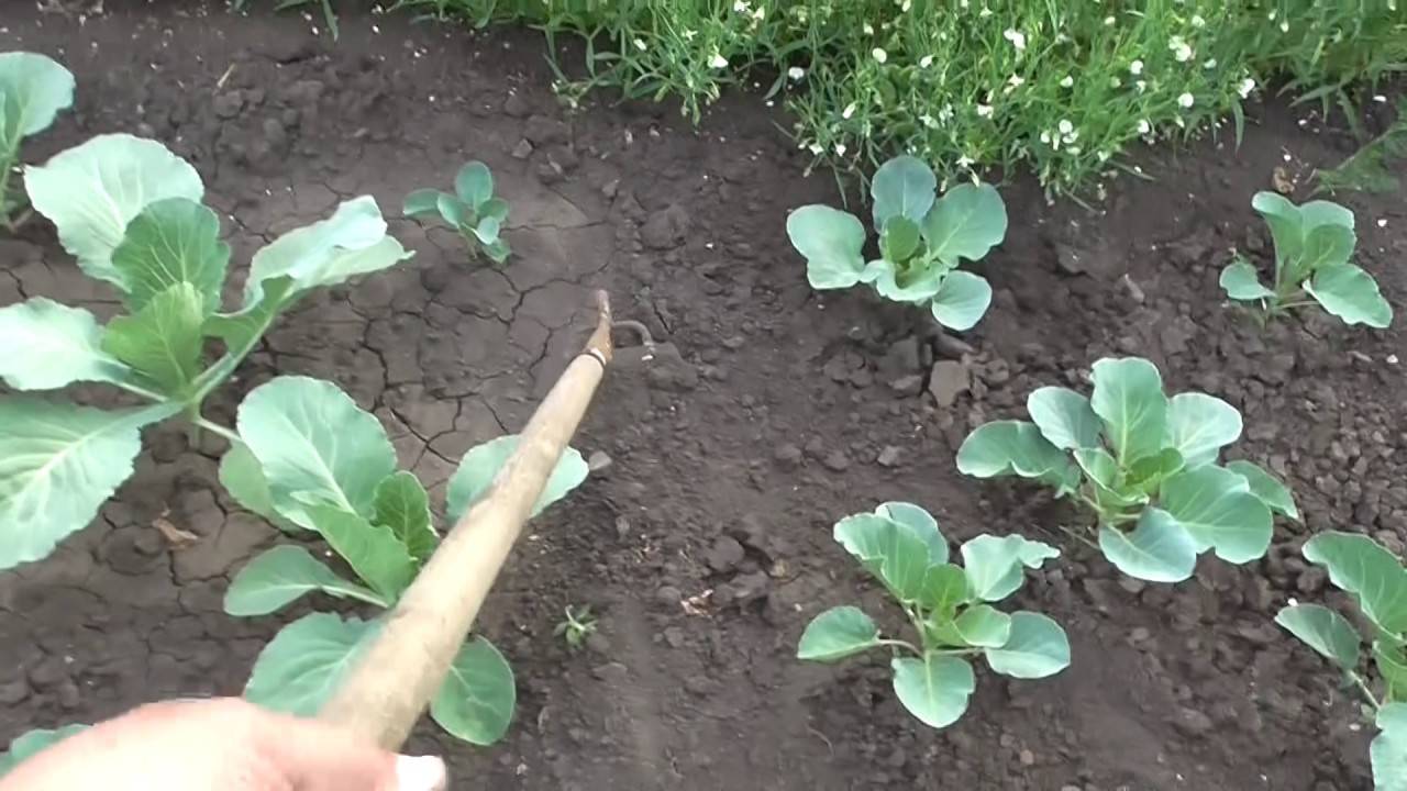 Выращивание капусты от а до я