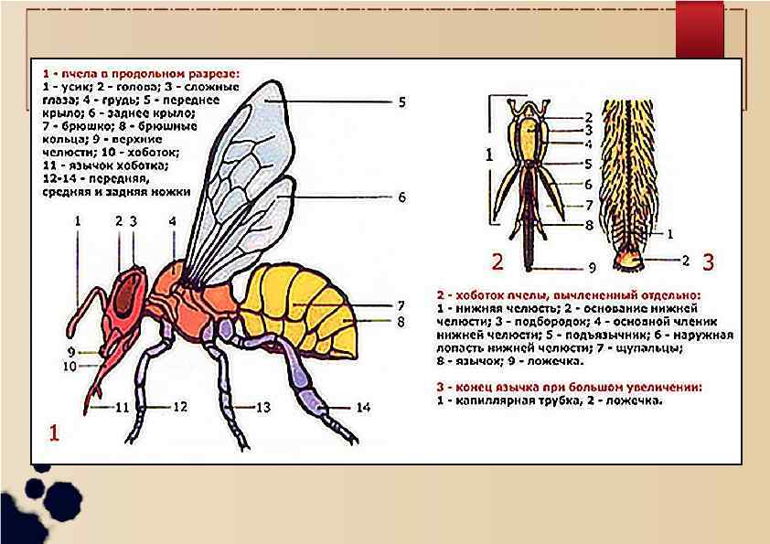 Медоносная пчела: дикое или домашнее животное, полное или неполное превращение, характеристика и строения тела