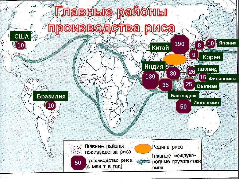 Основные районы выращивания кукурузы в россии, роль культуры в сельском хозяйстве
