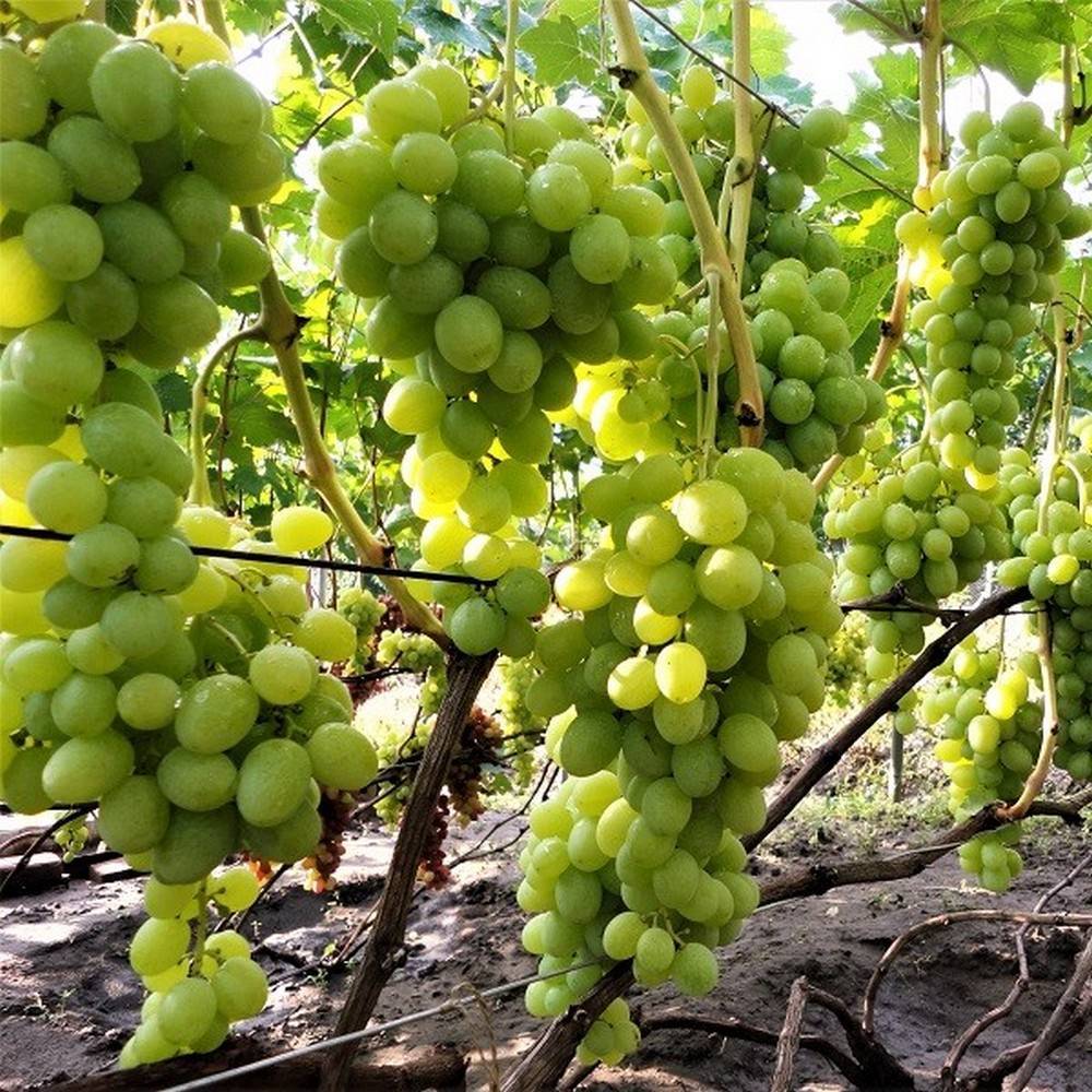 Сорт винограда богатяновский: фото, отзывы, описание, характеристики.