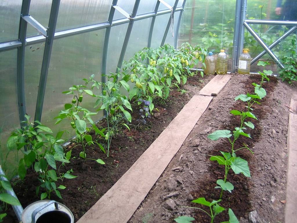 Можно ли садить огурцы и баклажаны в одной теплице: правила выращивания, посадка и уход
