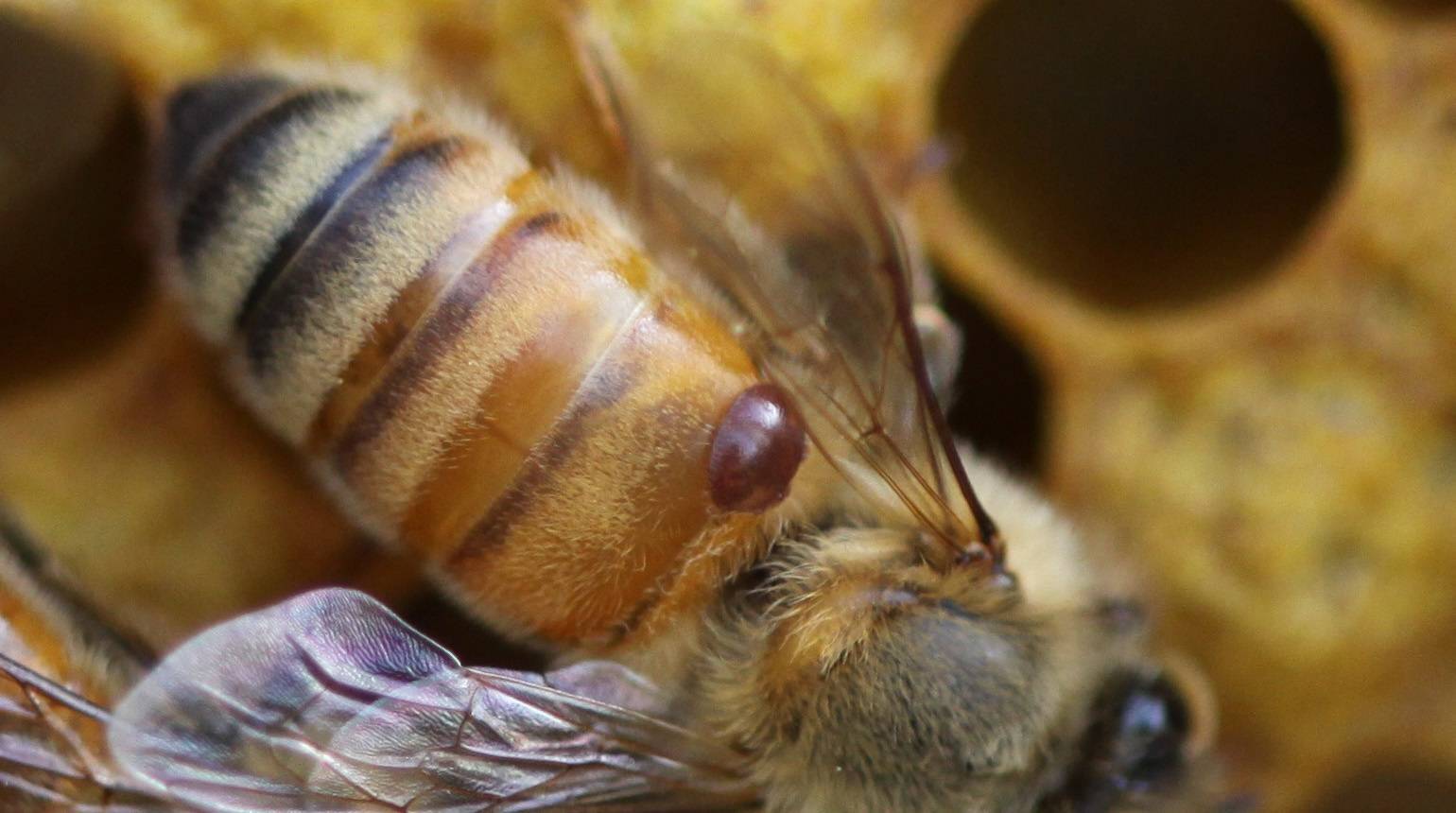 Клещ варроа у пчел: фото, описание, причины и лечение