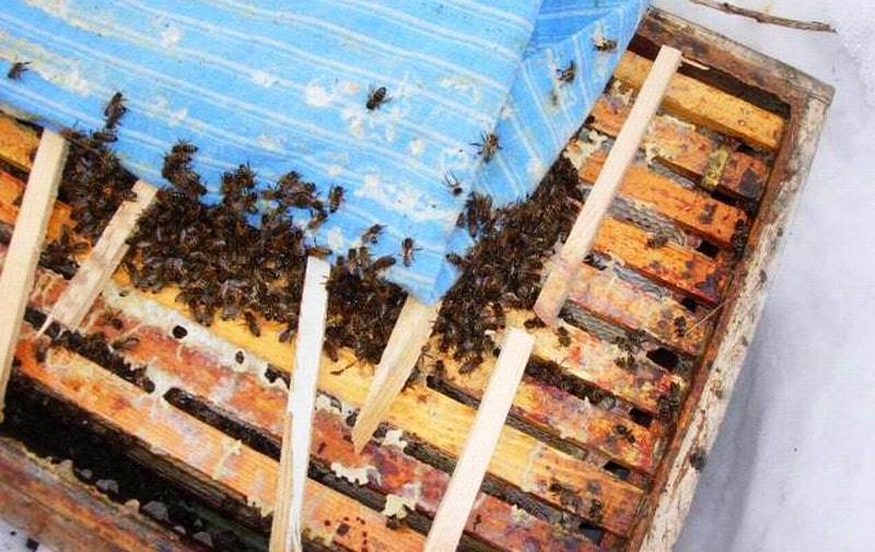 Как правильно сделать отводки пчёл весной: простые способы, без матки, видео