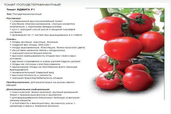 Семена томат женская доля f1: описание сорта, фото. купить с доставкой или почтой россии.