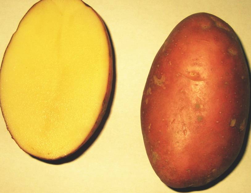 Подробное описание и характеристика сорта картофеля манифест
