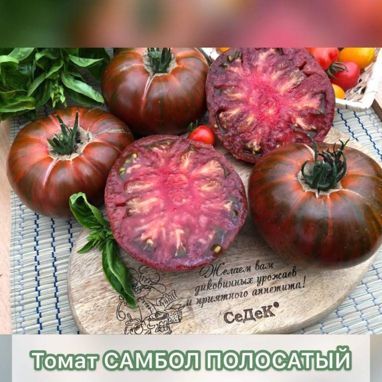 Лучшие сорта черные томатов с фото и описанием для теплиц и открытого грунта
