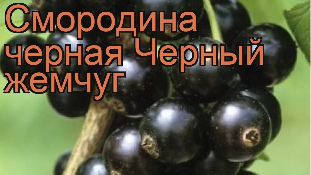 Смородина черная жемчужина - описание сорта