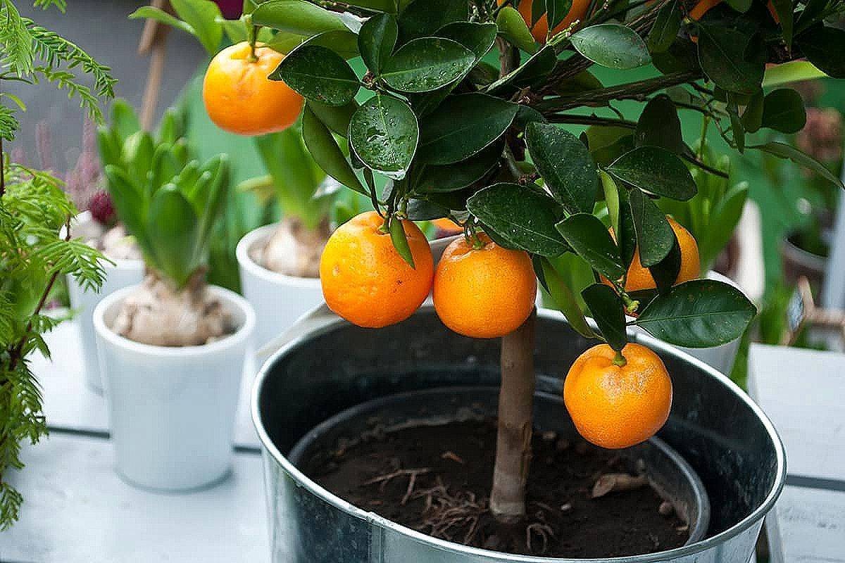 Апельсин - посадка, выращивание, уход, особенности