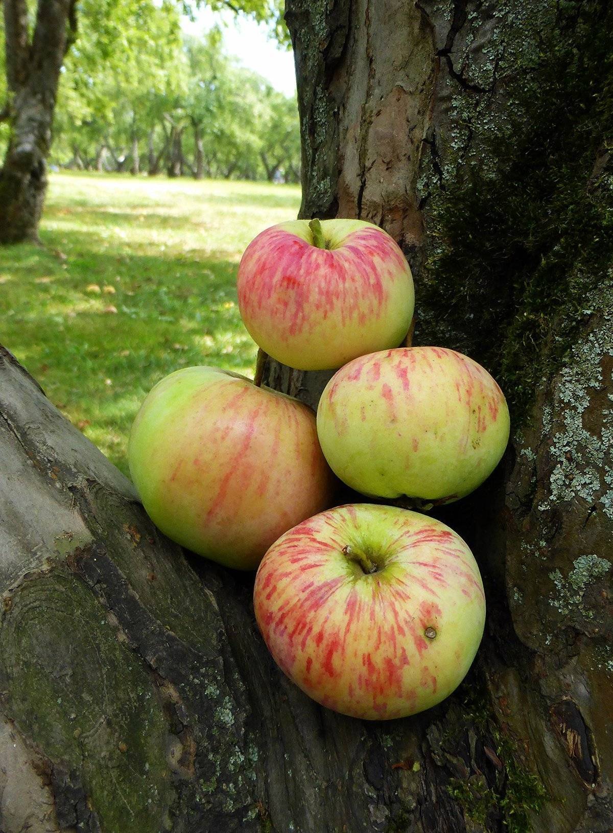 Знаменитый сорт яблони “коричное полосатое”: подробное описание, фото, отзывы садоводов