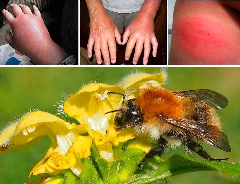 Почему пчелы злые и что делать с их ульем