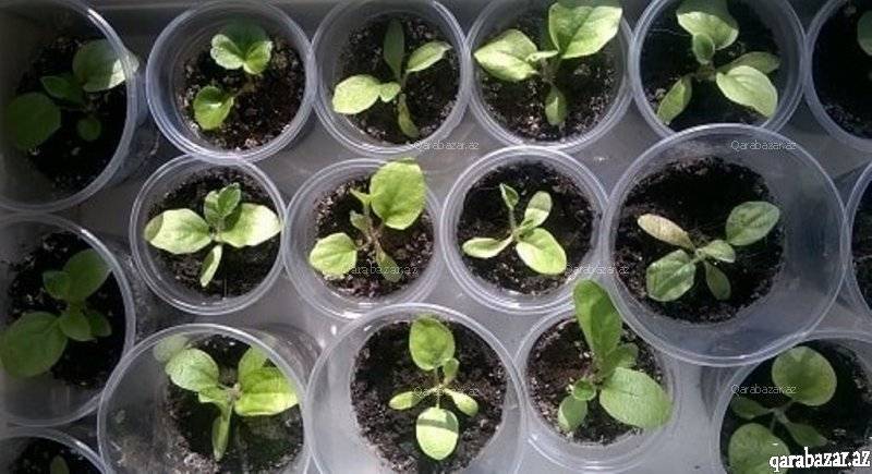 Как вырастить герберу из семян в домашних условиях фото пошагово