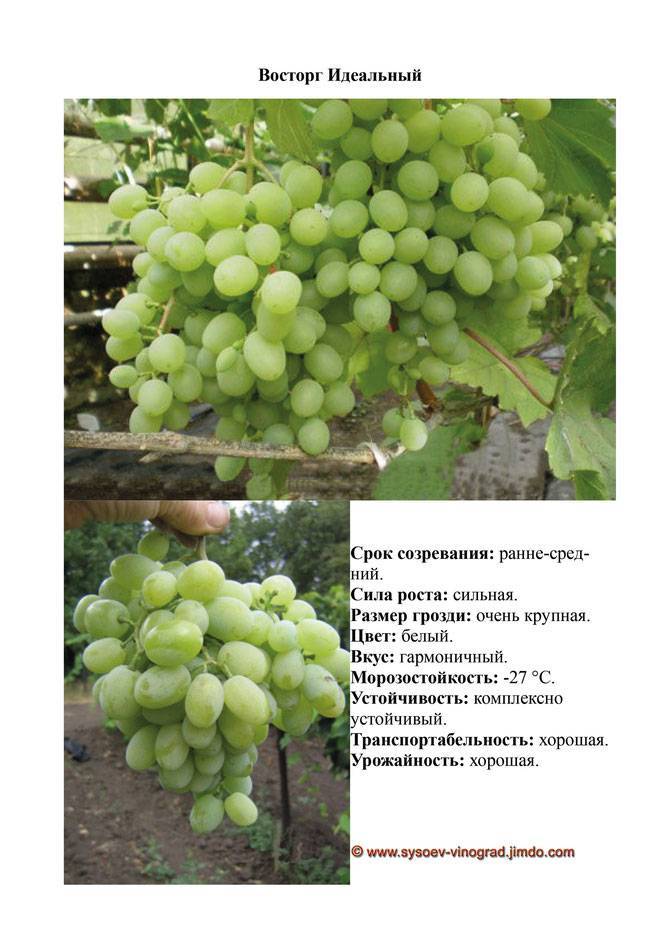 Виноград «восторг»: описание сорта, фото и характеристики