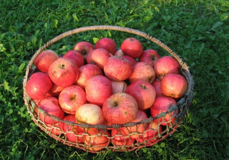 Сорт яблок штрифель: описание яблони и особенности выращивания