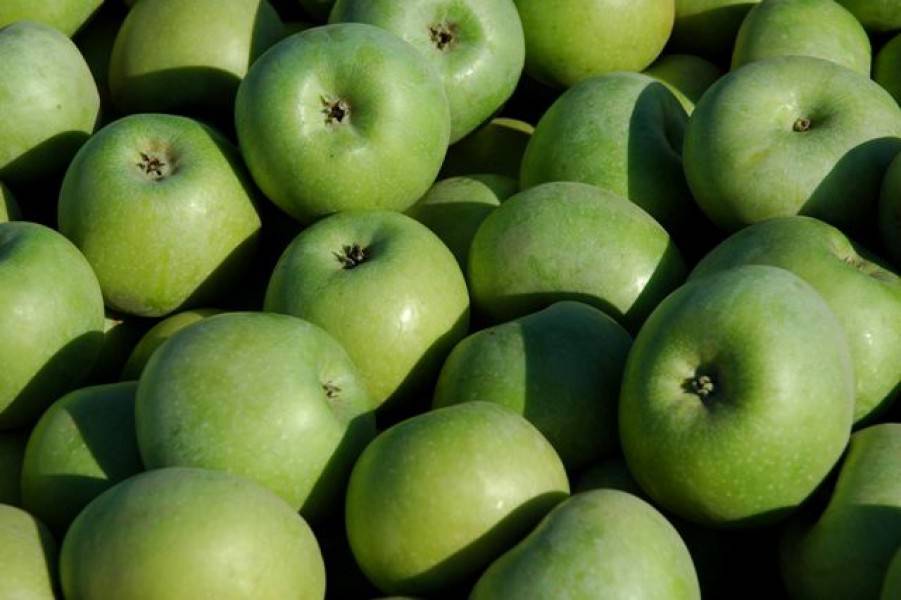 Яблоки семеренко описание, полезные свойства, калорийность