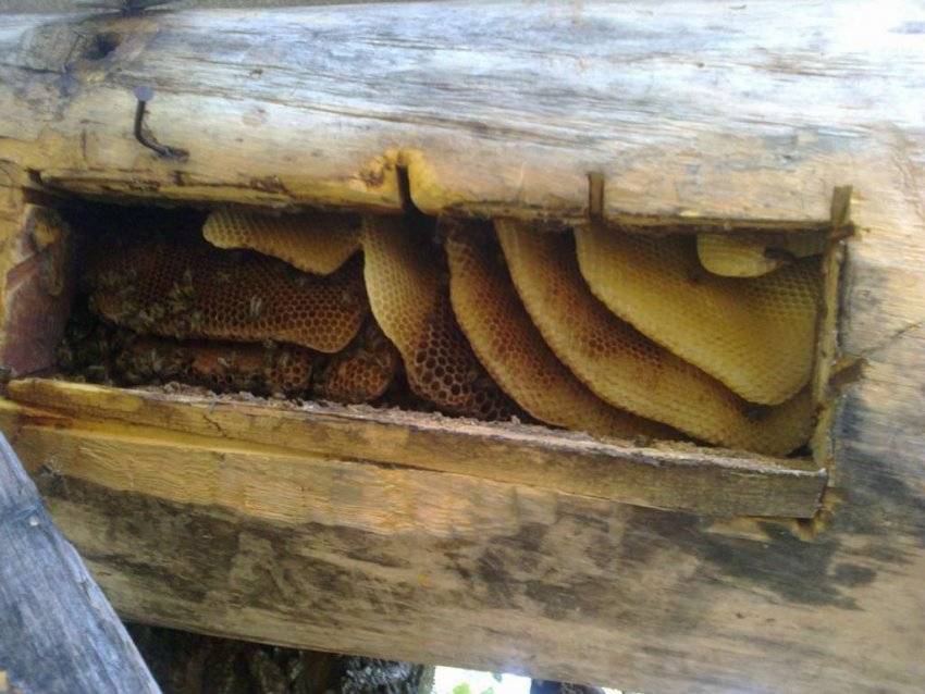 Особенности и польза бортевого пчеловодства