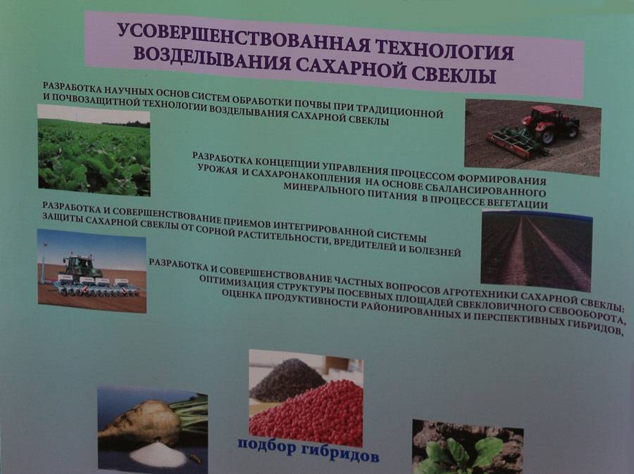 Сахарная свекла: описание сортов, технология возделывания и выращивания с фото