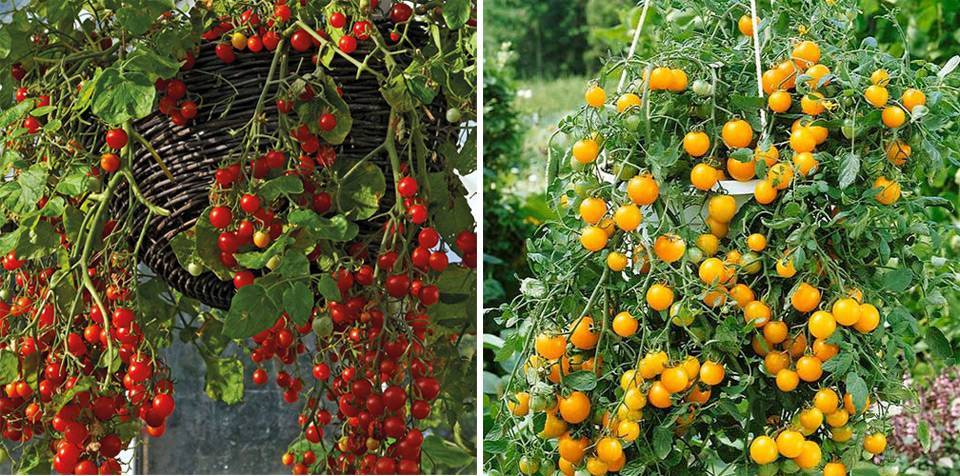 Продуктивный гибрид с отличными вкусовыми качествами — томат «флорида» и его преимущества