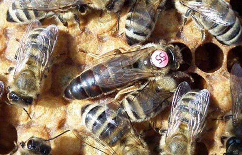 Породы медоносных пчел. обзор видов с характеристиками