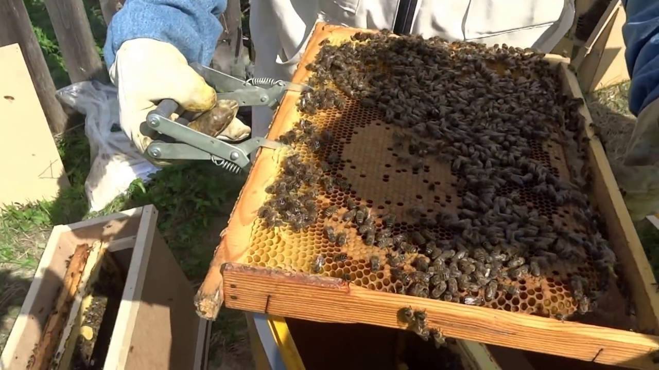 Пересадка пчел в новый улей из другого улья