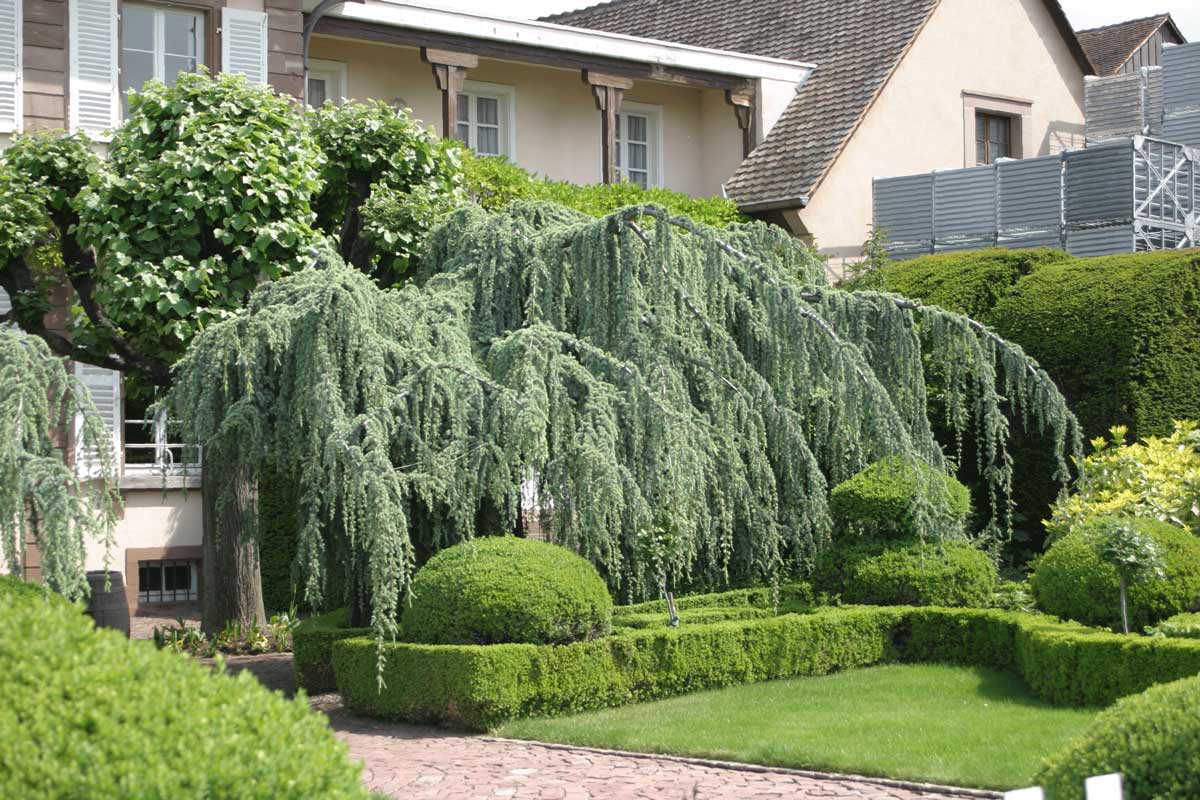 Cedrus libani 'glauca'