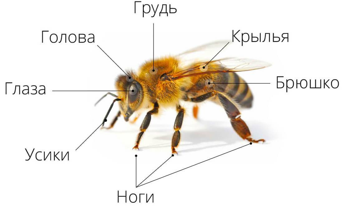 Анатомия пчелы: описание, характеристика и особенности строения органов, фото