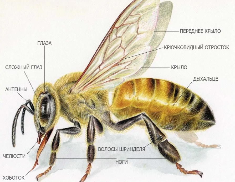 Строение осы и её особенности