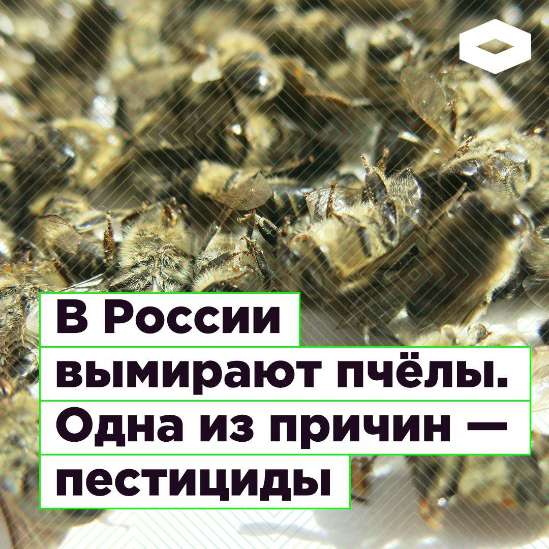 Исчезновение пчёл на планете: что будет, если вымрут, почему исчезают, статистика гибели в мире
