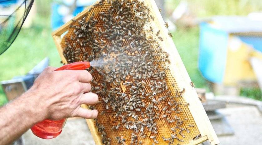 Содержание пчёл и уход за ними | пчеловодство выходного дня