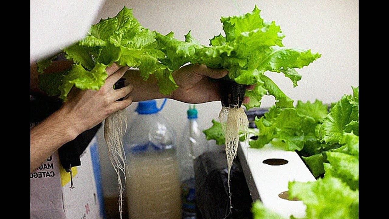 Способ для новичков как вырастить салат на подоконнике или балконе