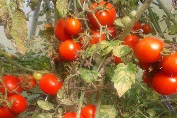 Сорт помидоров ругантино: отзывы, описание, выращивание, урожайность, характеристики с фото