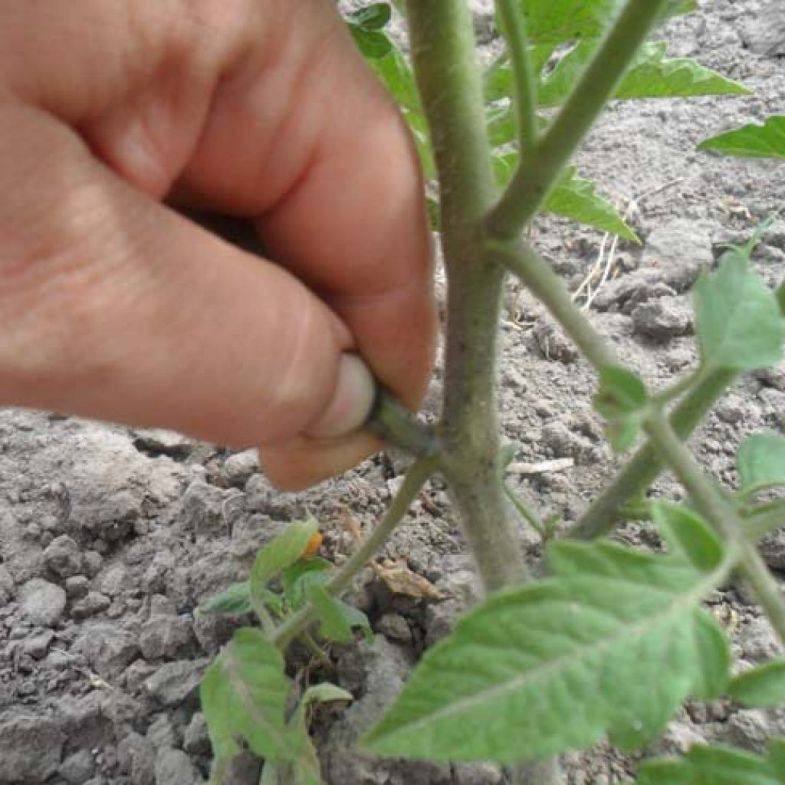 Пасынкование томатов: пошаговая инструкция с фото