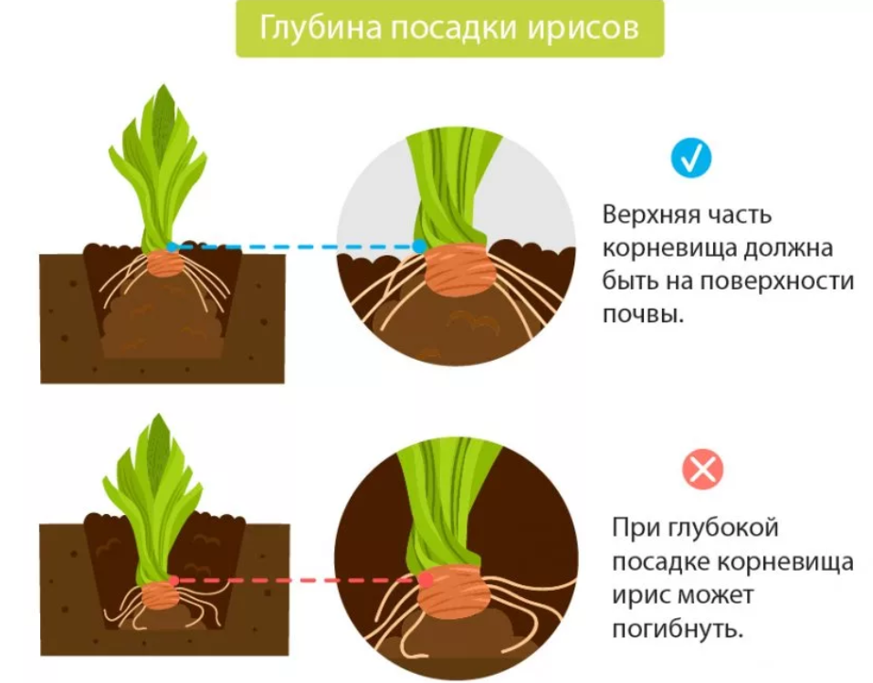Когда лучше выполнять пересадку ирисов и как правильно это делать, уход после процедуры