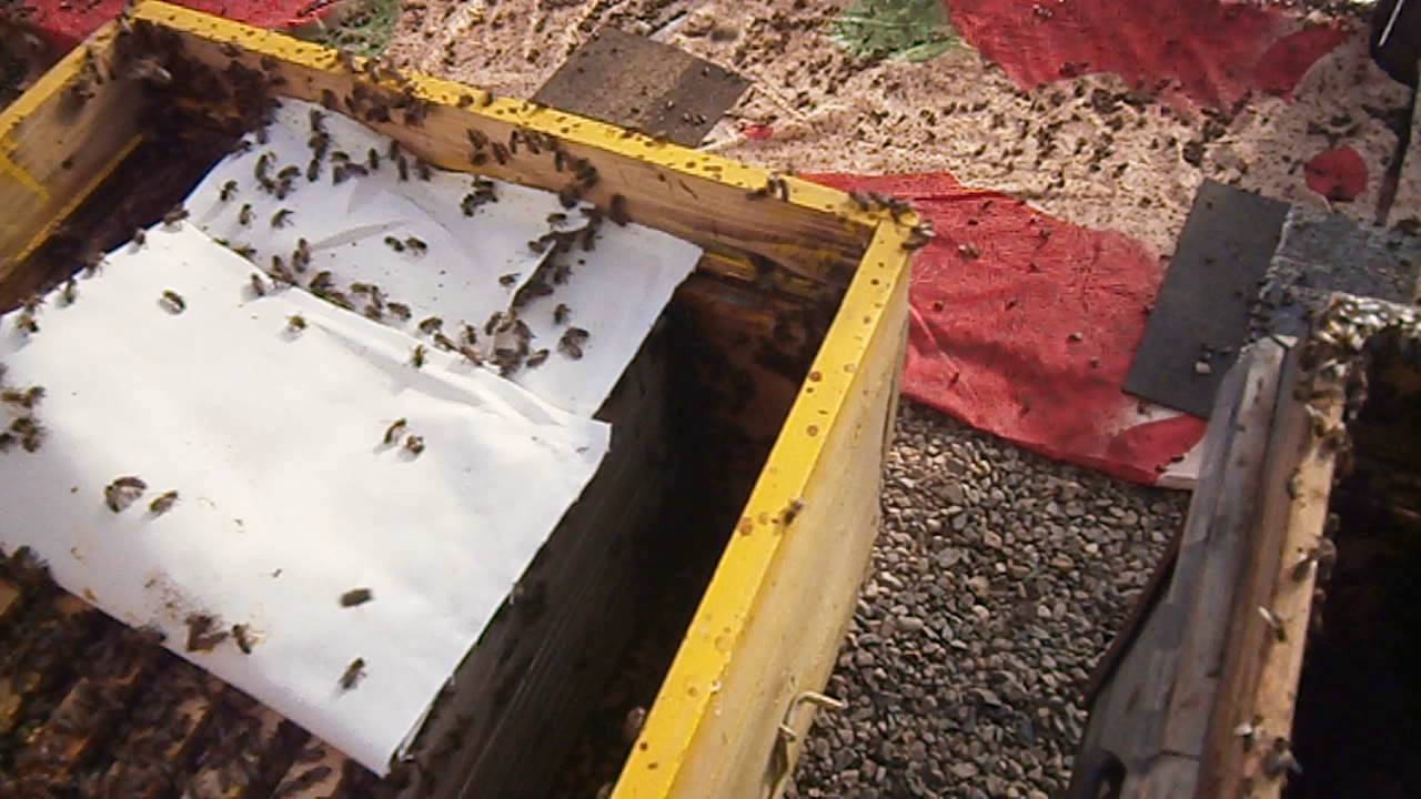 Весеннее работы на пасеке по месяцам, развитие пчел после зимовки