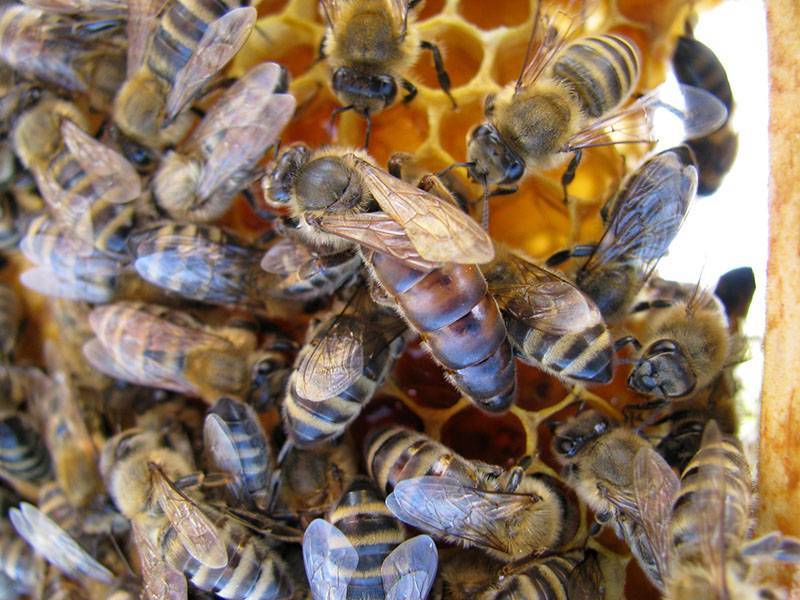 ᐉ какая порода пчел самая продуктивная? - zoomanji.ru