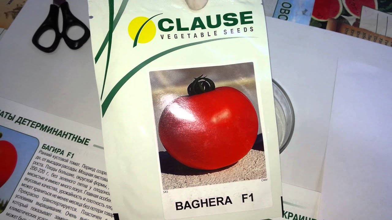 Фото, отзывы, описание, характеристика, урожайность сорта томата «багира».