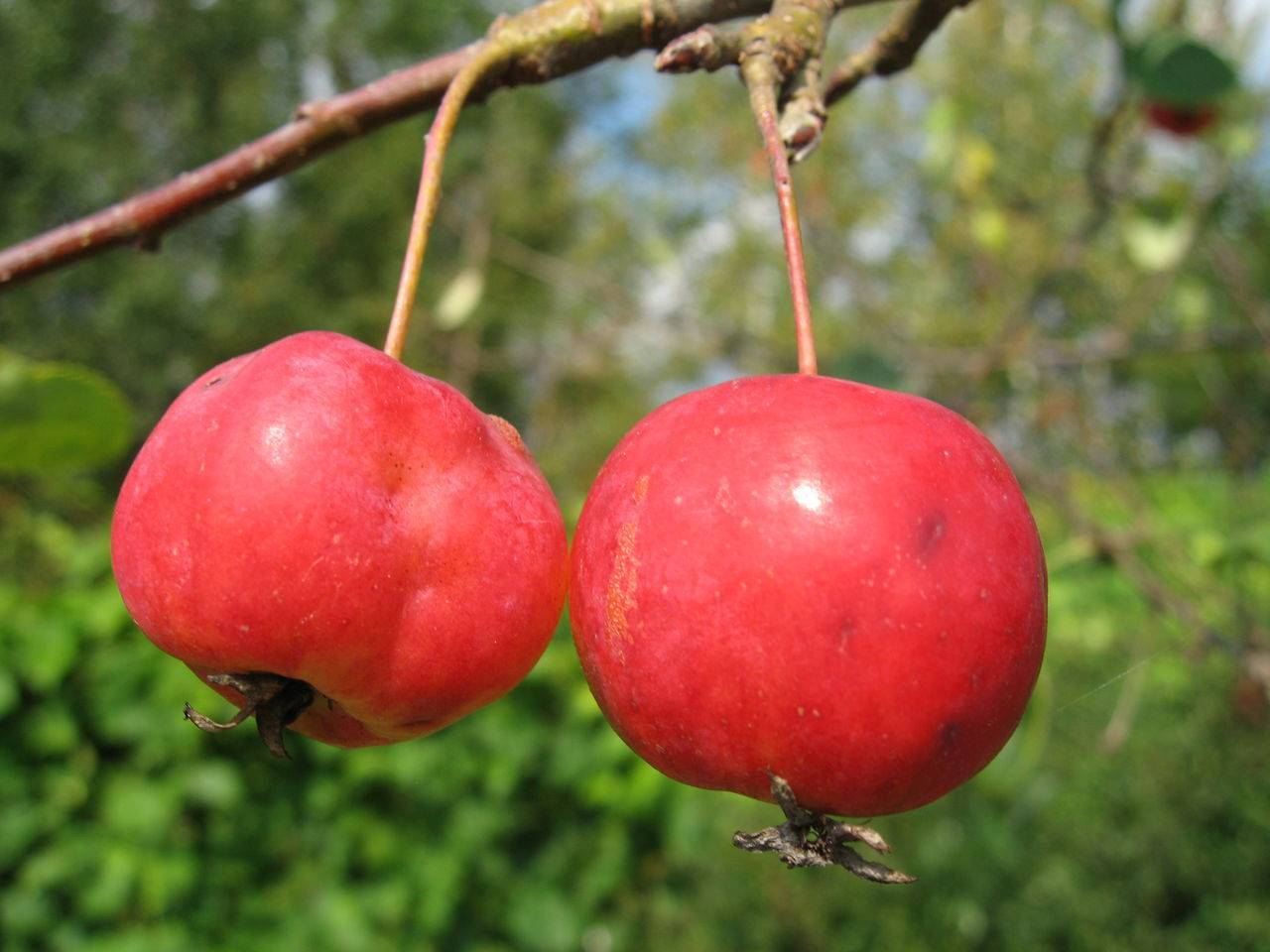 Описание сорта яблони обильноцветущая: фото яблок, важные характеристики, урожайность с дерева